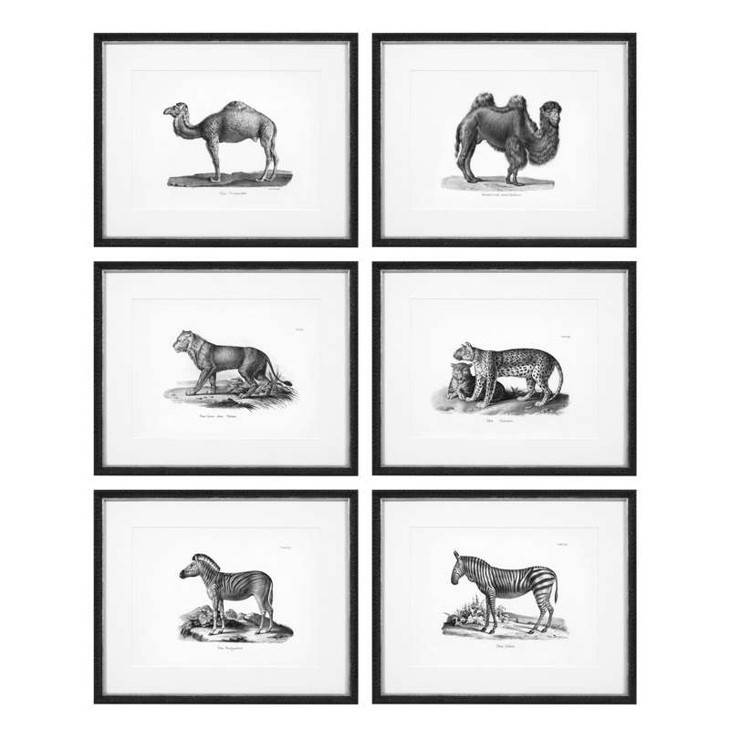 Комплект постеров Eichholtz Prints Historical Animals set of 6 Черный Черно-белый в Воронеже | Loft Concept 