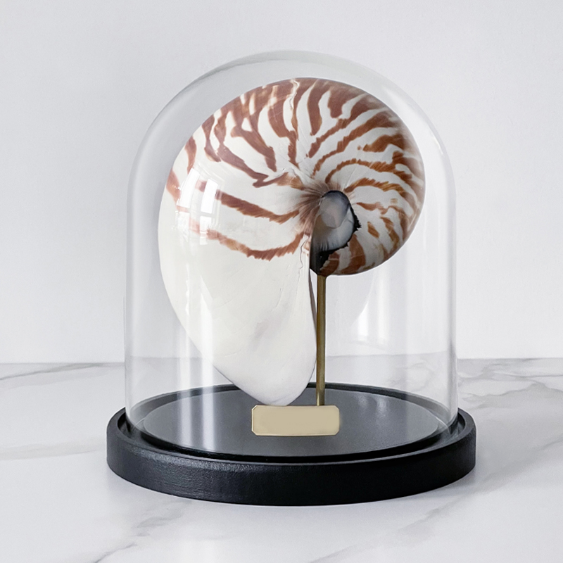 Статуэтка Nautilus Pompilius Glass Cloche  в Воронеже | Loft Concept 