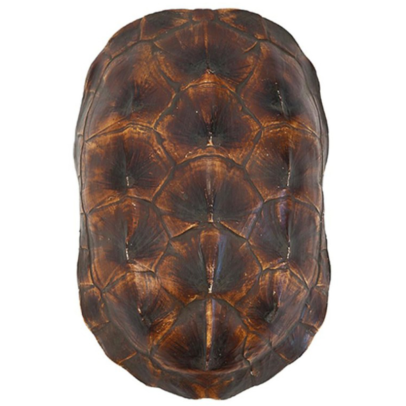 Аксессуар Turtle Shell Natural Brown Коричневый в Воронеже | Loft Concept 