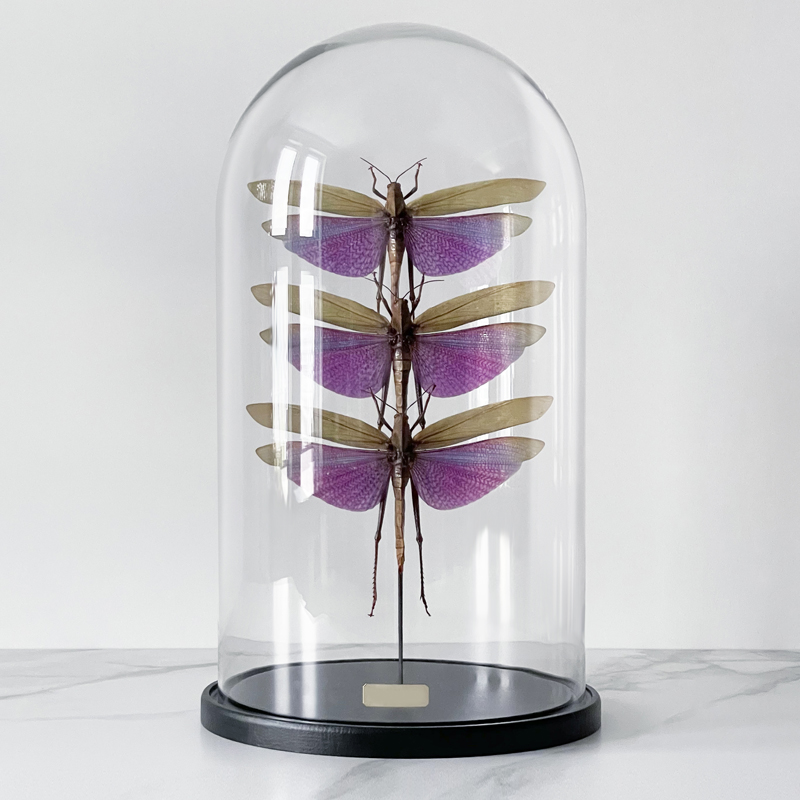 Статуэтка 3 Grasshoppers Titanacris Albipes Glass Cloche  в Воронеже | Loft Concept 