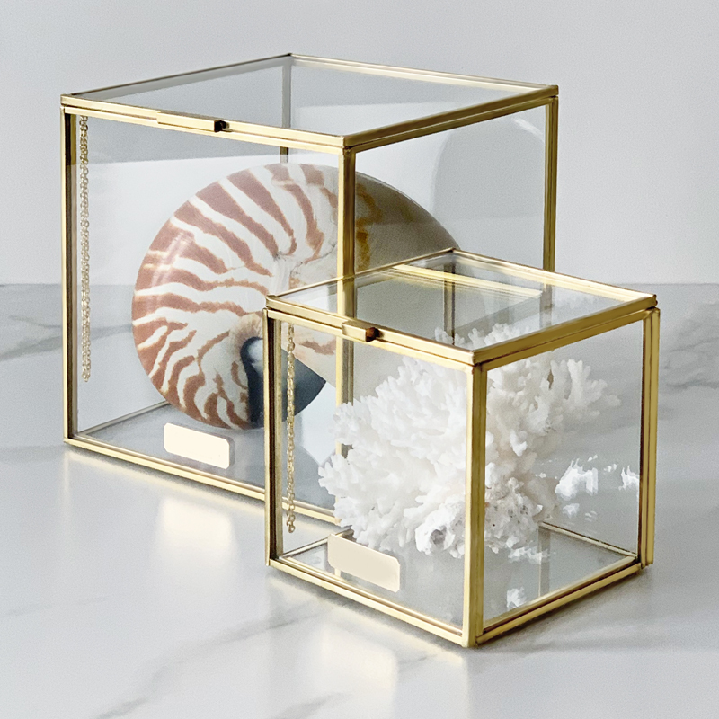 Комплект статуэток Natural Coral & Nautilus Pompilius Glass Box Комплект статуэток Natural Coral & Nautilus Pompilius Glass Box в Воронеже | Loft Concept