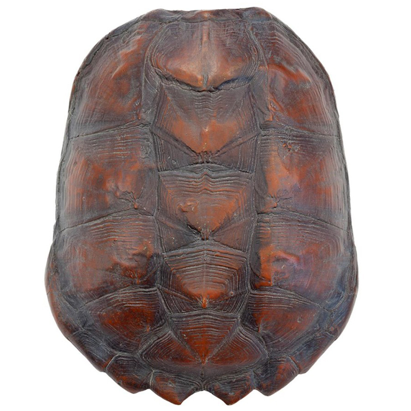 Аксессуар Turtle Shell Big Natural Коричневый в Воронеже | Loft Concept 