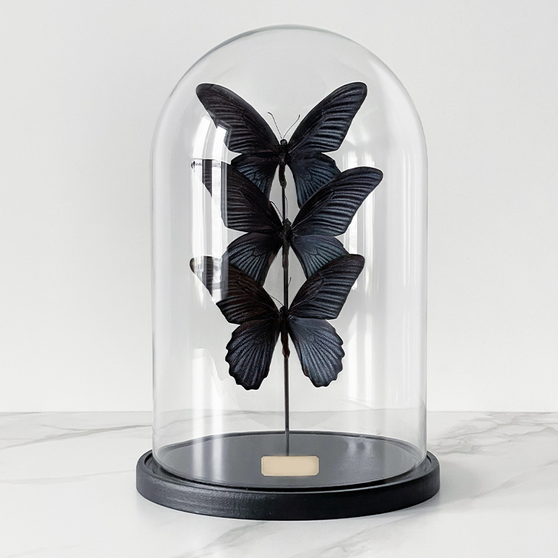 Статуэтка 3 Butterflies Papilio Memnon Glass Cloche  в Воронеже | Loft Concept 