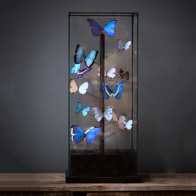 Статуэтка 14 Blue Butterflies Morphos Glass Box  в Воронеже | Loft Concept 