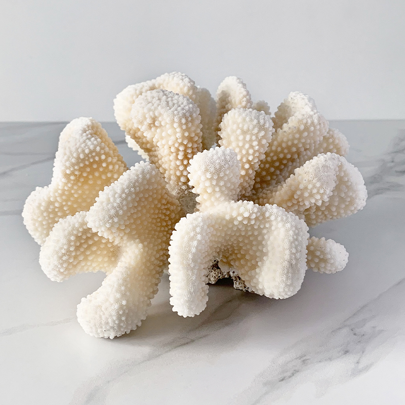 Статуэтка White Cauliflower Coral  в Воронеже | Loft Concept 