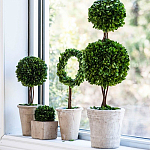 Декоративный искусственное растение Square boxwood варинант исполнения - 3 | Loft Concept в Воронеже