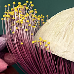 Статуэтка фантастический фрукт Exotic Tropical Fruit orange and white 67 варинант исполнения - 2 | Loft Concept в Воронеже