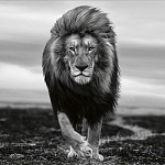 Книга Beusker. Look into my Eyes варинант исполнения - 7 | Loft Concept в Воронеже