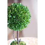 Декоративный искусственное растение Single boxwood варинант исполнения - 7 | Loft Concept в Воронеже