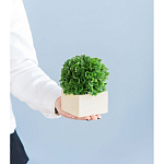 Декоративный искусственное растение Square boxwood варинант исполнения - 7 | Loft Concept в Воронеже