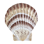 Фигурка из фарфора в виде ракушки морского гребешка Marine Tridacna варинант исполнения - 1 | Loft Concept в Воронеже