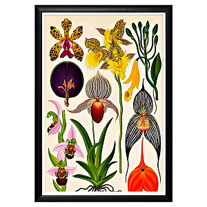 Постер Orchidarium