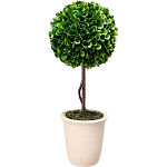 Декоративный искусственное растение Single boxwood варинант исполнения - 1 | Loft Concept в Воронеже