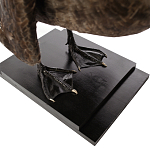 Настоящее чучело черного лебедя Black Swan варинант исполнения - 4 | Loft Concept в Воронеже