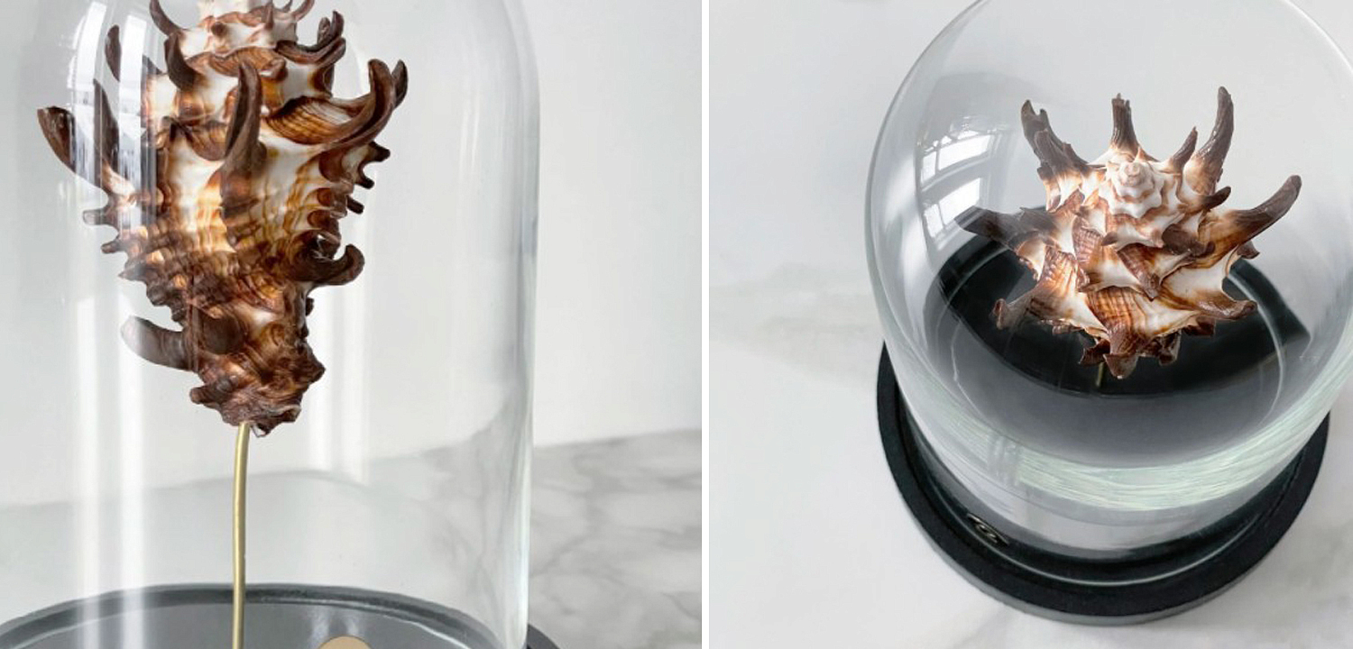 Статуэтка Vasum Tubiferum Glass Cloche Статуэтка Vasum Tubiferum Glass Cloche - Loft-Concept в Воронеже