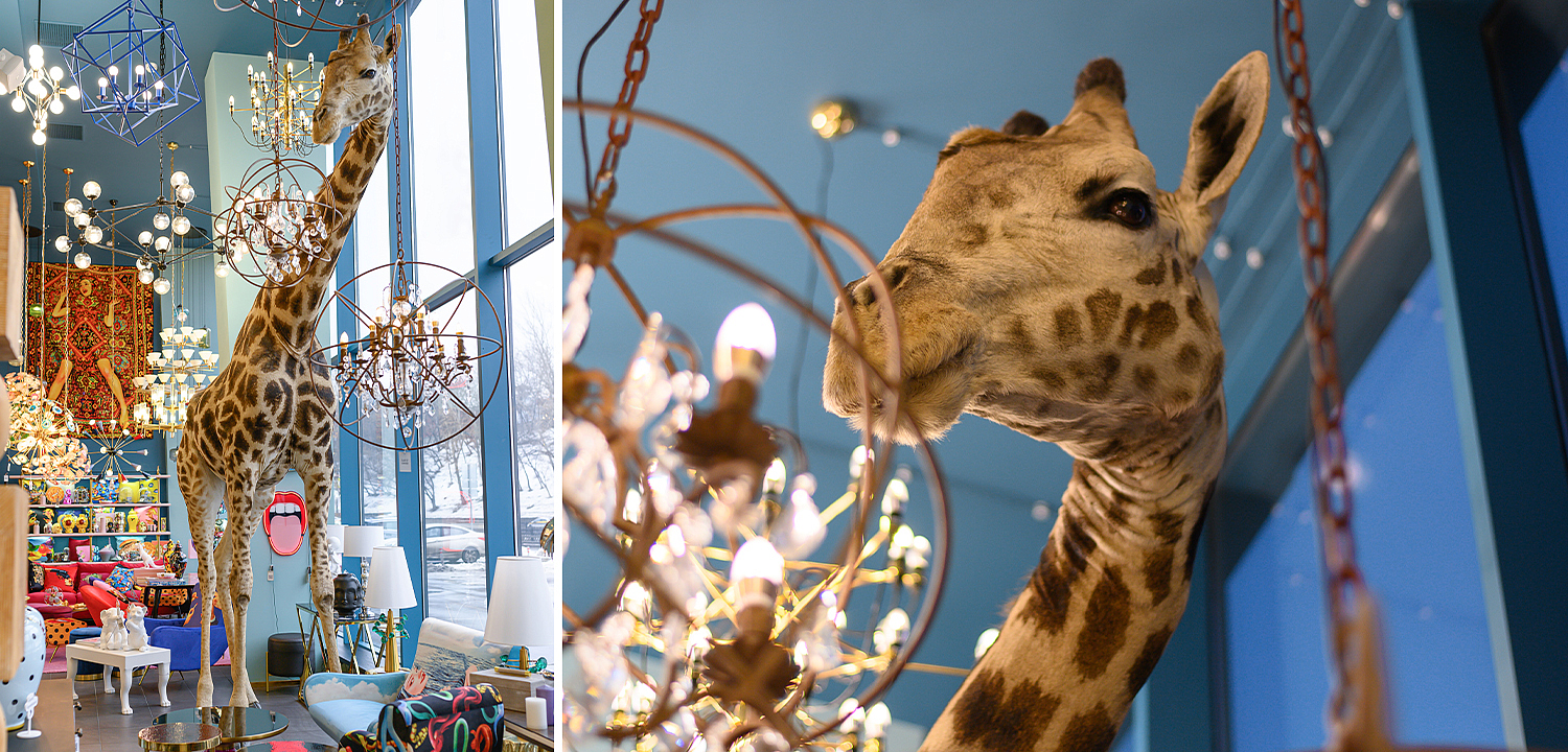 Чучело жирафа Масайский Жираф таксидермия - Loft-Concept в Воронеже