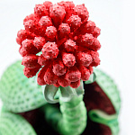 Дизайнерская статуэтка для интерьера Tropical Fruit Pandora 16 варинант исполнения - 1 | Loft Concept в Воронеже