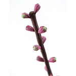 Статуэтка тропический фрукт Pandora Tropical Fruit Tall Pink Green варинант исполнения - 1 | Loft Concept в Воронеже