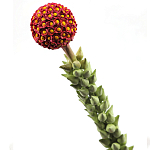 Статуэтка тропический фрукт  Tropical Fruit High Orange варинант исполнения - 2 | Loft Concept в Воронеже