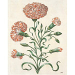 Книга цветов 22 постера Maria Sibylla Merian: 22 Pull-Out Posters варинант исполнения - 4 | Loft Concept в Воронеже