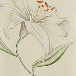 Обои ручная роспись Lilium Special Colourway on Ivory dyed silk варинант исполнения - 2 | Loft Concept в Воронеже