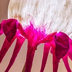 Торшер фуксия «Цветы из снов»  варинант исполнения - 4 | Loft Concept в Воронеже