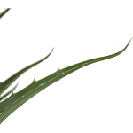 Декоративный искусственное растение Medium Aloe варинант исполнения - 2 | Loft Concept в Воронеже