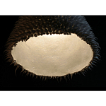 Светильник Acus варинант исполнения - 3 | Loft Concept в Воронеже