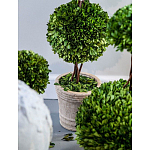 Декоративный искусственное растение Single boxwood варинант исполнения - 3 | Loft Concept в Воронеже
