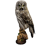 Чучело Совы таксидермия варинант исполнения - 1 | Loft Concept в Воронеже