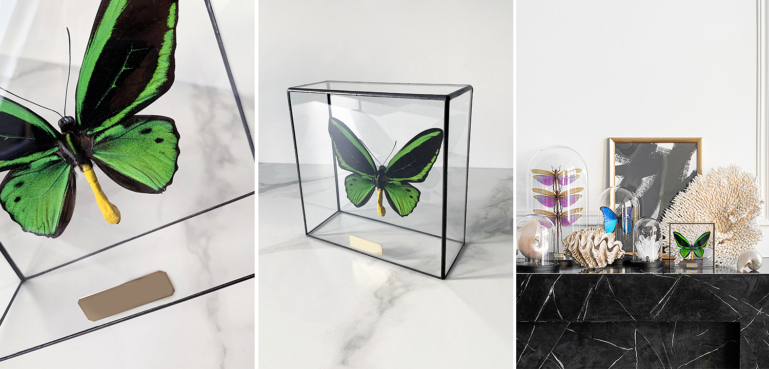 Статуэтка Butterfly Priamus Poseidon Glass Box Статуэтка Butterfly Priamus Poseidon Glass Box - Loft-Concept в Воронеже