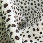 Мебельная ткань Искусственный мех  белый леопард 90 см T5-3 варинант исполнения - 1 | Loft Concept в Воронеже