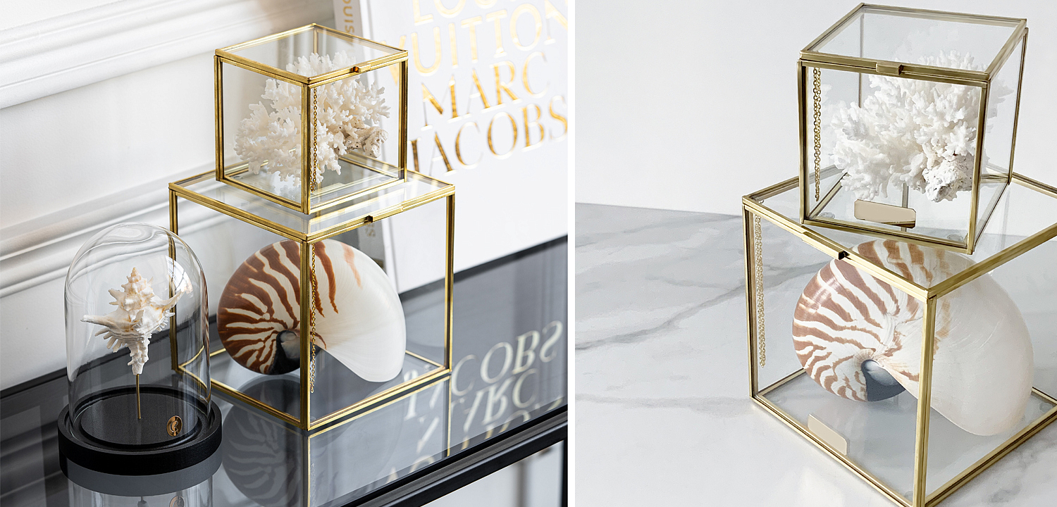 Комплект статуэток Natural Coral & Nautilus Pompilius Glass Box Комплект статуэток Natural Coral & Nautilus Pompilius Glass Box - Loft-Concept в Воронеже