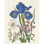 Книга цветов 22 постера Maria Sibylla Merian: 22 Pull-Out Posters варинант исполнения - 6 | Loft Concept в Воронеже