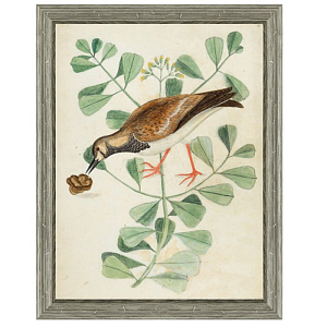 Постер Bird Pecks Cone