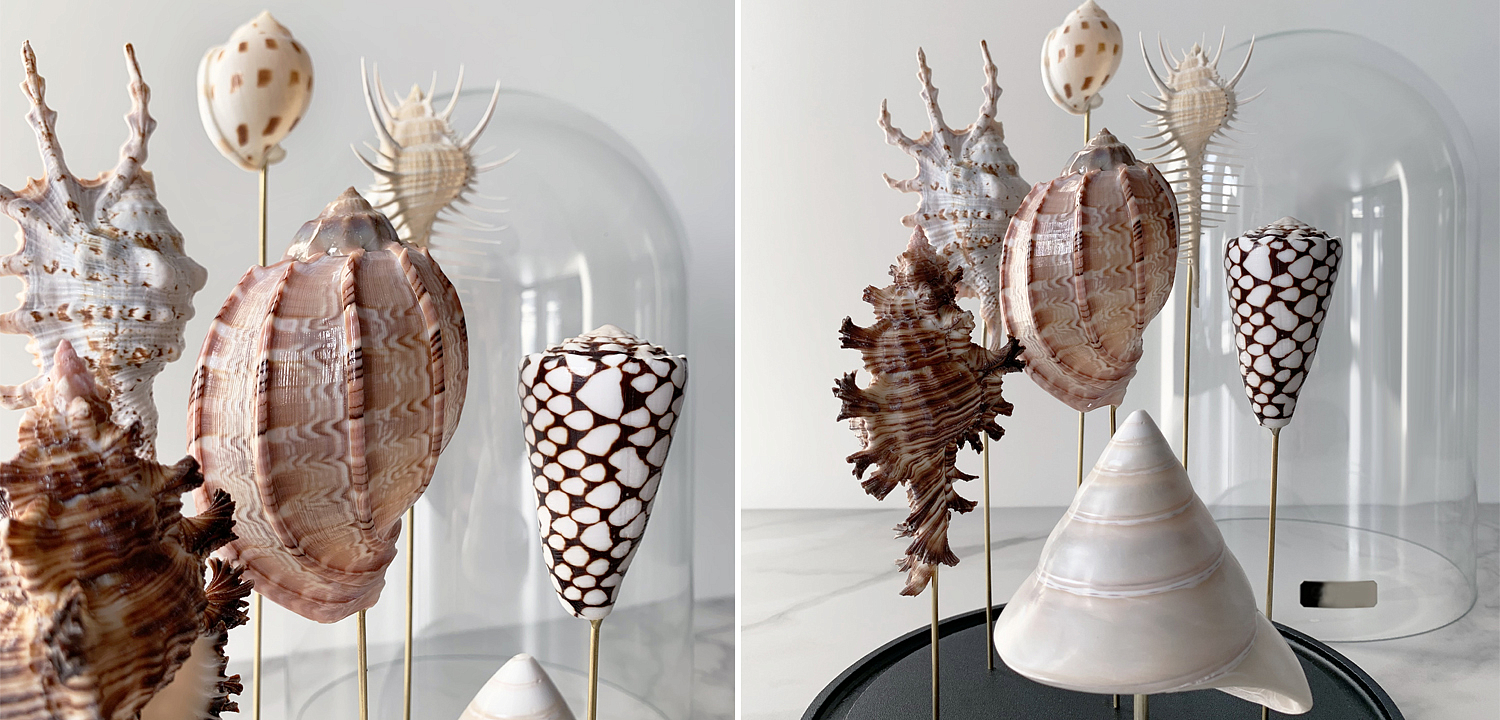 Статуэтка Shell Collection Glass Cloche 2 Статуэтка Shell Collection Glass Cloche 2 - Loft-Concept в Воронеже