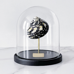 Статуэтка Turbo Cittarium Pica Glass Cloche