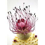 Статуэтка тропический фрукт Pandora Tropical Fruit Light Yellow Pink Flower варинант исполнения - 1 | Loft Concept в Воронеже