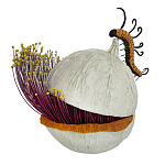 Статуэтка фантастический фрукт Exotic Tropical Fruit orange and white 67 варинант исполнения - 4 | Loft Concept в Воронеже