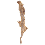 Декоративная статуэтка Китайский дракон Фуцанлун варинант исполнения - 2 | Loft Concept в Воронеже