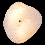 Бра в форме лепестка с рельефной текстурой FLOW варинант исполнения - 1 | Loft Concept в Воронеже