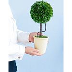 Декоративный искусственное растение Single boxwood варинант исполнения - 8 | Loft Concept в Воронеже