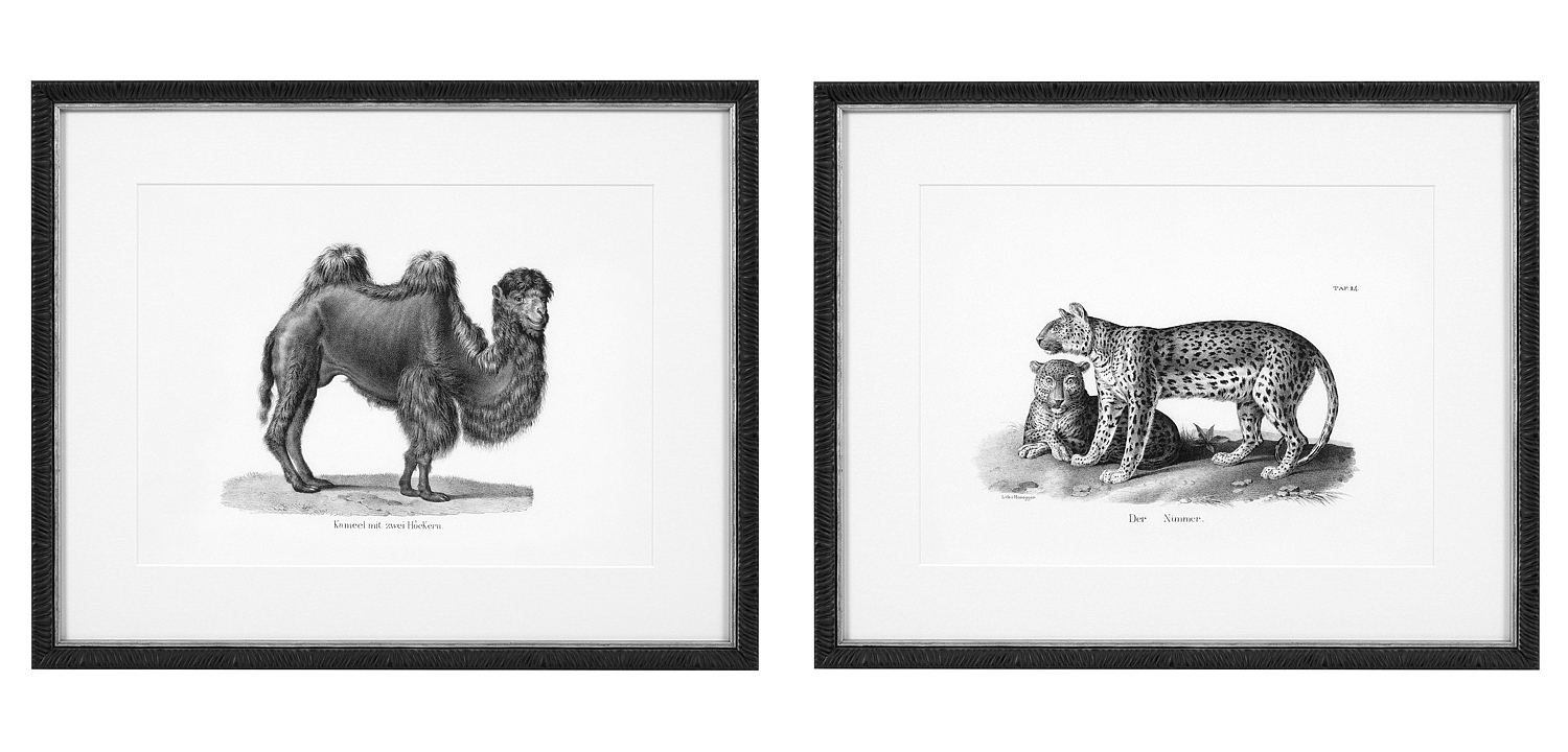 Комплект постеров Eichholtz Prints Historical Animals set of 6 Комплект постеров Eichholtz Prints Historical Animals set of 6 - Loft-Concept в Воронеже