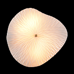 Бра в форме лепестка с рельефной текстурой FLOW варинант исполнения - 3 | Loft Concept в Воронеже