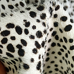 Мебельная ткань Искусственный мех  белый леопард 90 см T5-3 варинант исполнения - 3 | Loft Concept в Воронеже