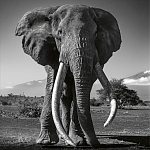 Книга Beusker. Look into my Eyes варинант исполнения - 5 | Loft Concept в Воронеже