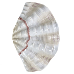 Фигурка из фарфора в виде одной створки ракушки Marine Tridacna варинант исполнения - 1 | Loft Concept в Воронеже