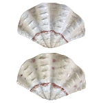 Фигурка из фарфора в виде одной створки ракушки Marine Tridacna варинант исполнения - 2 | Loft Concept в Воронеже